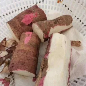 5 Sweet Red Cassava Cuttings - Organic Yuca Manioc Plant - Edible Tropical Root - Image 8