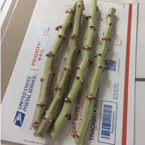 5 Sweet Red Cassava Cuttings - Organic Yuca Manioc Plant - Edible Tropical Root - Image 9