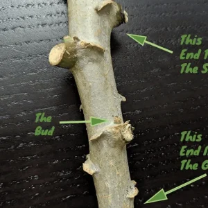 5 Sweet Yuca Cassava Cuttings – Manihot Esculenta Live Plant Root Clipping - Image 5