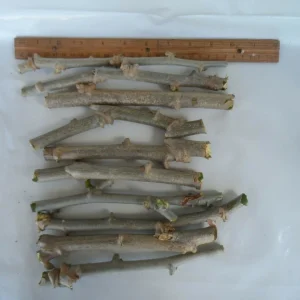 5 Sweet Yuca Cassava Cuttings - Manihot Esculenta Root Plant - Image 2