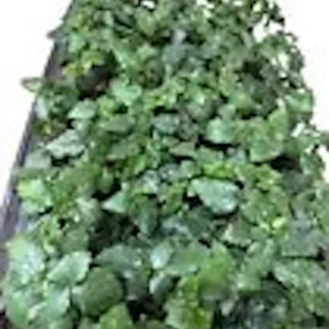 5 Sweetie Pie Blackberry Bare Root Plants - Rubus Fruit Perennial - Image 2