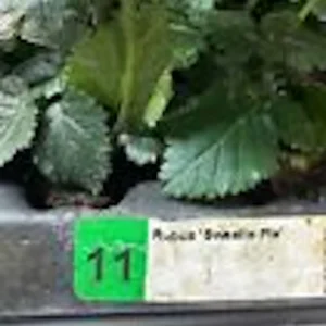 5 Sweetie Pie Blackberry Bare Root Plants - Rubus Fruit Perennial - Image 3