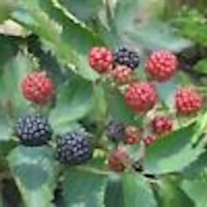 5 Sweetie Pie Blackberry Bare Root Plants - Rubus Fruit Perennial - Image 5