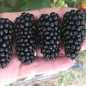 5 Thornless Blackberry Live Plants - High Yield Fruit Bush for Garden, Zones 5-9 - Image 2