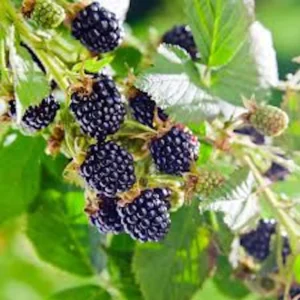 5 Thornless Blackberry Live Plants - High Yield Fruit Bush for Garden, Zones 5-9 - Image 4