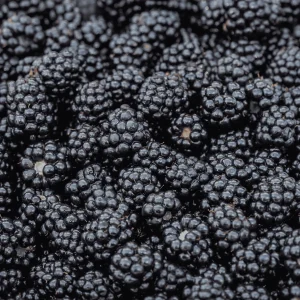 5 Thornless Blackberry Plants – Live Berry Plants – Primocane Fruiting Plugs – Large Sweet Berries - Image 1