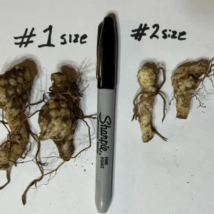 5 Turk's Cap Lily Bare Root Plants - Lilium superbum - Small #2 Size - Image 2