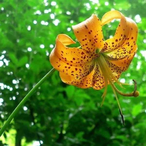 5 Turk's Cap Lily Bare Root Plants - Lilium superbum - Small #2 Size - Image 5