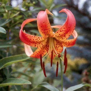 5 Turk's Cap Lily Bare Root Plants - Lilium superbum - Small #2 Size - Image 6