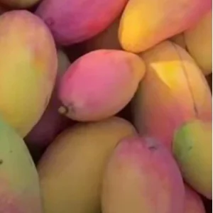 5 Valencia Mango Scions Cuttings for Grafting - Create Fruit Trees - Outdoor - Image 1