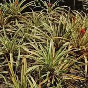 5 Variegated Pineapple Plant – Ananas comosus variegatus – Fruit Starter Plug - Image 2