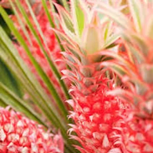5 Variegated Pineapple Plant – Ananas comosus variegatus – Fruit Starter Plug - Image 3