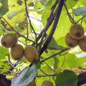 5 Vincent Kiwi Starter Plug Female Live Plant - Actinidia deliciosa 'Vincent' Fruiting Vine - Image 6
