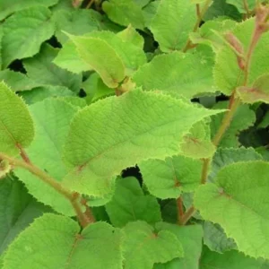 5 Vincent Kiwi Starter Plug Female Live Plant - Actinidia deliciosa 'Vincent' Fruiting Vine - Image 8