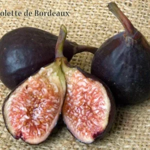 5 Violette de Bordeaux Fig Tree Live Starter Plugs - Dwarf, Sweet Fruit - Image 4