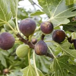 5 Violette de Bordeaux Fig Tree Live Starter Plugs - Dwarf, Sweet Fruit - Image 5