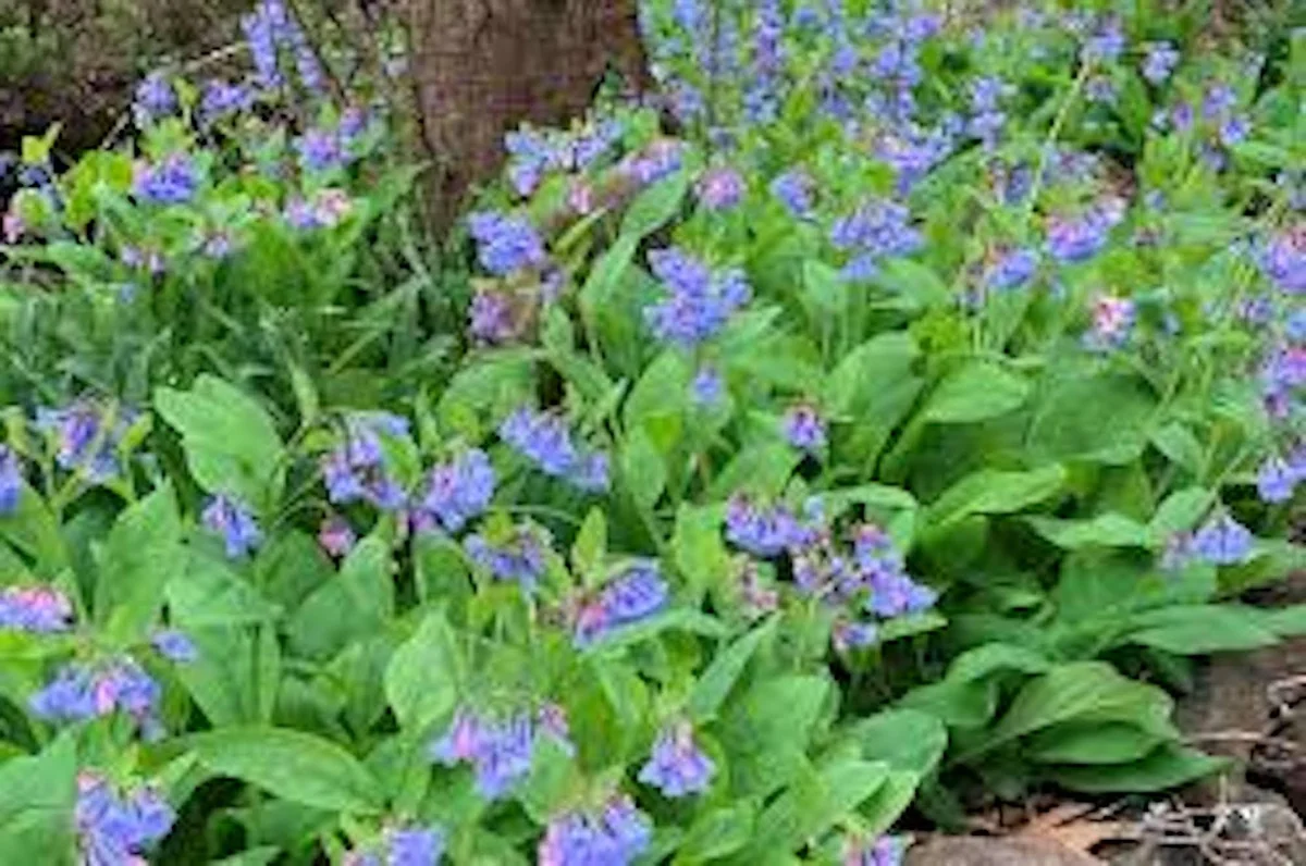 5 Virginia Bluebell Mertensia virginica Wildflower Bare Roots - Perennial - Image 4
