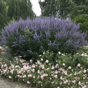 5 Vitex Chaste Tree Bareroot Plants - Purple Flowers - 10