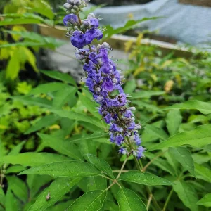 5 Vitex Chaste Tree Bareroot Plants - Purple Flowers - 10
