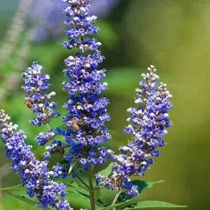 5 Vitex Chaste Tree Bareroot Plants - Purple Flowers - 10