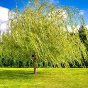 5 Weeping Willow Tree Live Plant - 12-24in Tall Bare Root Salix babylonica Outdoor Screening Tree - Image 4