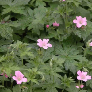 5 Wild Geranium Maculatum Bare Root Plants - Organic Cranesbill Flower - Image 9