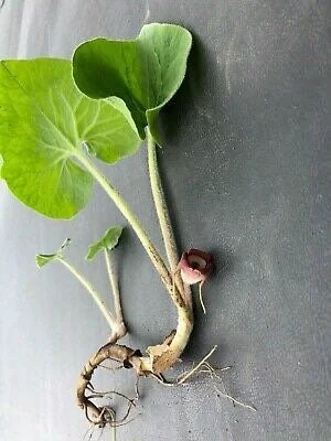 5 Wild Ginger Plants Asarum Canadense Bare Root Wildflower Perennial - Image 10