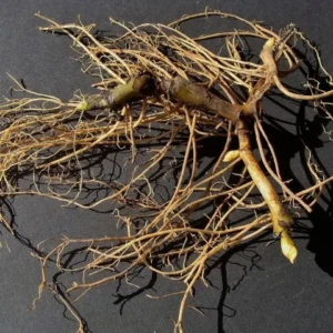 5 Wild Ginger Plants Asarum Canadense Bare Root Wildflower Perennial - Image 4