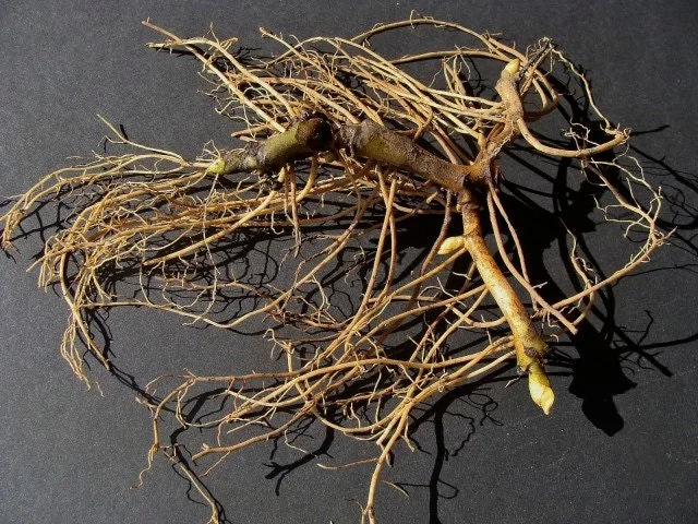 5 Wild Ginger Plants Asarum Canadense Bare Root Wildflower Perennial - Image 4