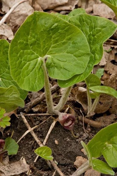 5 Wild Ginger Plants Asarum Canadense Bare Root Wildflower Perennial - Image 6