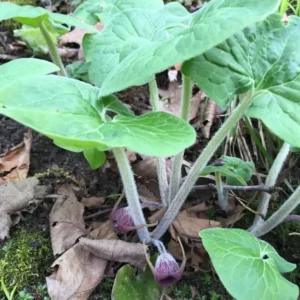 5 Wild Ginger Plants Asarum Canadense Bare Root Wildflower Perennial - Image 9