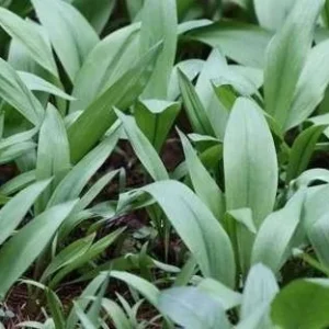 5 Wild Ramps Bulbs Bare Root – Allium tricoccum Wild Leeks – Edible Perennial - Image 5