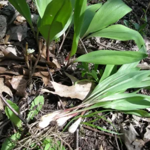 5 Wild Ramps Bulbs Bare Root – Allium tricoccum Wild Leeks – Edible Perennial - Image 9