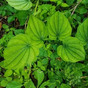 5 Wild Yam Bare Roots - Dioscorea Villosa Perennial Vine Native Wildflower - Image 2