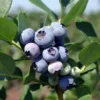 5 Windsor Blueberry Starter Plug - Vaccinium corymbosum - Southern Highbush Blueberry Live Plant - Image 1