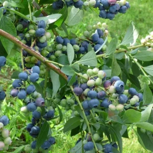 5 Windsor Blueberry Starter Plug - Vaccinium corymbosum - Southern Highbush Blueberry Live Plant - Image 8