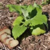 5 Yacón Root Plant - Smallanthus sonchifolius Bolivian Sunroot Starter Plants - Image 1