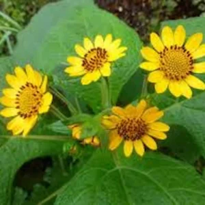 5 Yacón Root Plant - Smallanthus sonchifolius Bolivian Sunroot Starter Plants - Image 3