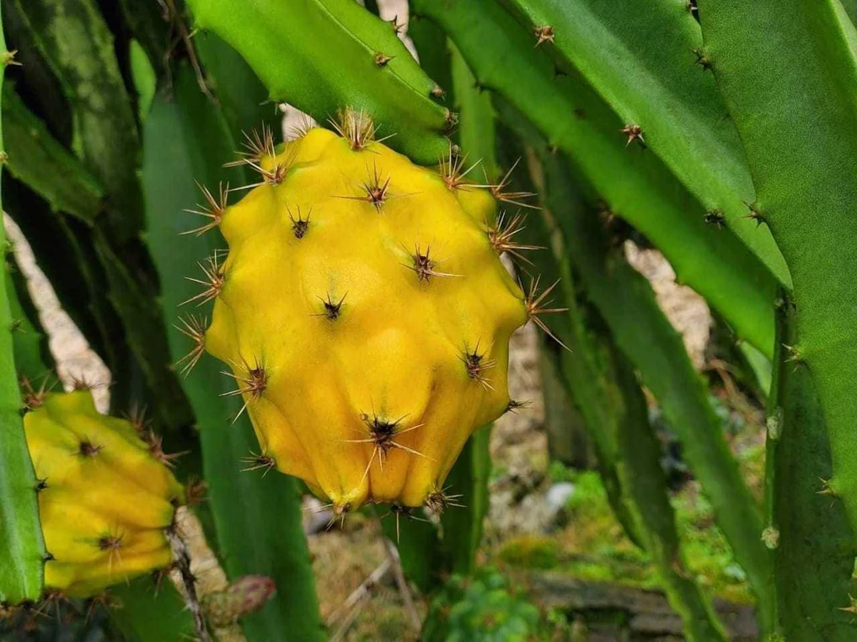 5 Yellow Dragon Fruit Starter Plugs - Selenicereus Megalanthus - Live Plant - Image 2