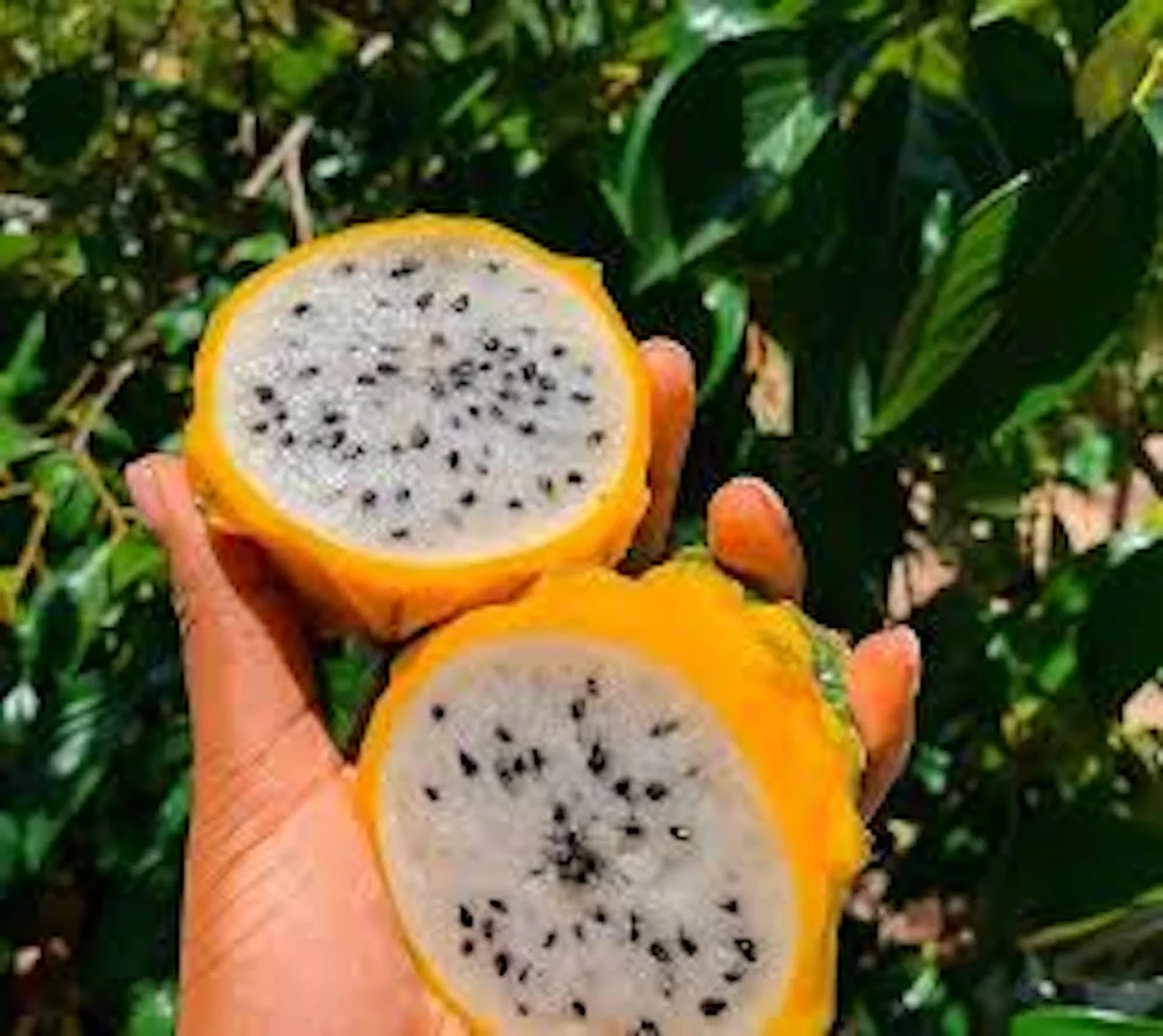 5 Yellow Dragon Fruit Starter Plugs - Selenicereus Megalanthus - Live Plant - Image 4