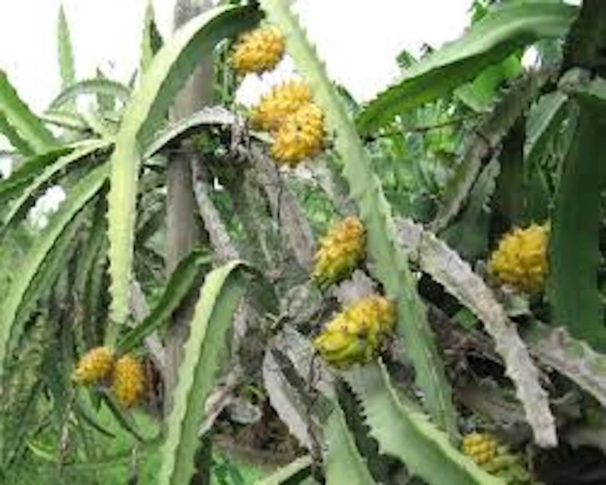 5 Yellow Dragon Fruit Starter Plugs - Selenicereus Megalanthus - Live Plant - Image 1