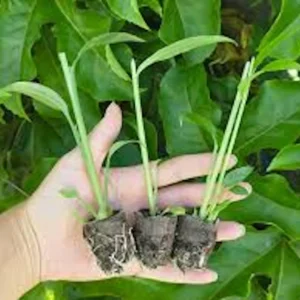 5 Yellow Ginger Starter Plant Plugs – Zingiber Officinale – Culinary Herb Live Plant - Image 2