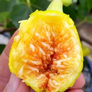 5 Yellow Long Neck Fig Tree Starter Plugs - Ficus carica Live Plant - Image 4