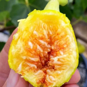 5 Yellow Long Neck Fig Tree Starter Plugs - Ficus carica Live Plant - Image 8