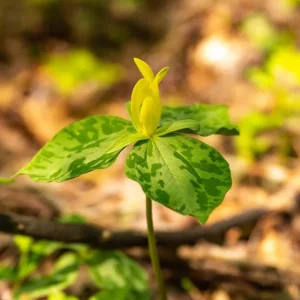 5 Yellow Trillium Bulbs – Heirloom Wood Lily Perennial – Shade Garden Plant - Image 1