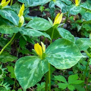 5 Yellow Trillium Bulbs – Heirloom Wood Lily Perennial – Shade Garden Plant - Image 10