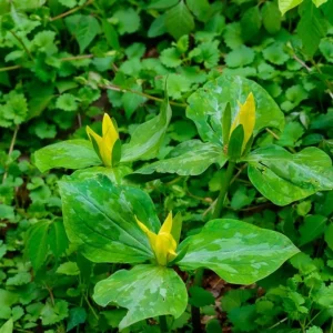 5 Yellow Trillium Bulbs – Heirloom Wood Lily Perennial – Shade Garden Plant - Image 3