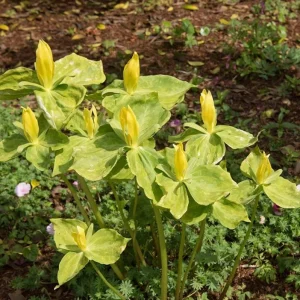 5 Yellow Trillium Bulbs – Heirloom Wood Lily Perennial – Shade Garden Plant - Image 4