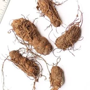 5 Yellow Trillium Bulbs – Heirloom Wood Lily Perennial – Shade Garden Plant - Image 5