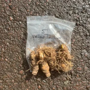 5 Yellow Trillium Bulbs – Heirloom Wood Lily Perennial – Shade Garden Plant - Image 6